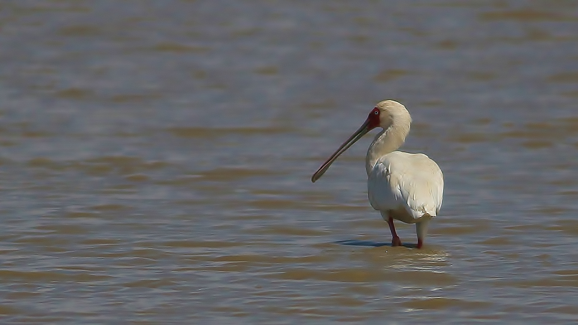 African Spoonbill